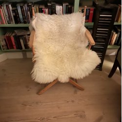 Perfekt rhvid shropshire lammeskind