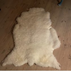 Thy lam skind, shropshireagtigt