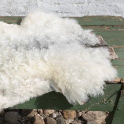 Thy Lam skind, hvidt og grt, nedsat