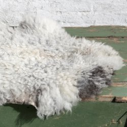 Thy Lam skind, lys gr med mrk bund