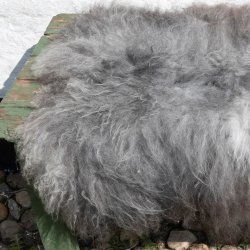 Thy Lam skind, gr languldet