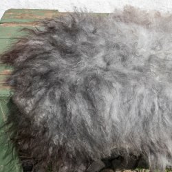 Thy Lam skind, gr languldet