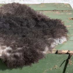 Thy Lam skind, gr  med lille lys hale