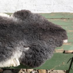 Thy Lam skind, mrkgr/hvid