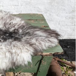 Thy Lam skind, hvid med sorte striber, " Her kommer jeg"