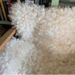 Krllet silkebldt lammeskind