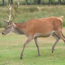 Str�mpepinde str. 4