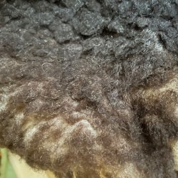 Lammeskind ogs til baby