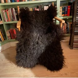 Flot, lidt viltert Thy Lam lammeskind