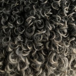 Ruld - gr - fra vores kologiske lam