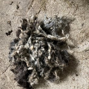 Ruld - gr - fra vores kologiske lam