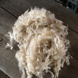 Ruld, rhvid fra vores kologiske shropshirelam