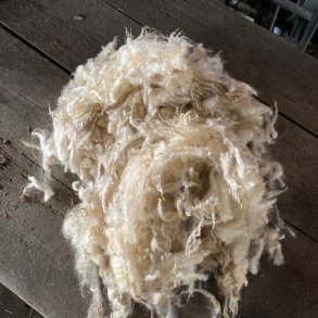 Ruld, rhvid fra vores kologiske shropshirelam