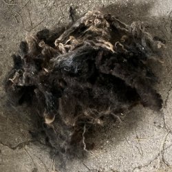 Ruld fra vores nye snefr HAVES IGEN efter klipning sidst  p vinteren i 2026