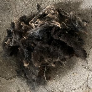 Ruld fra vores nye snefr HAVES IGEN efter klipning sidst  p vinteren i 2026