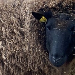 Ruld fra vores nye snefr HAVES IGEN efter klipning sidst  p vinteren i 2026