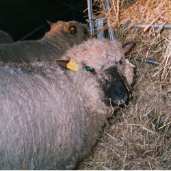 Ruld, rhvid fra vores kologiske shropshirelam