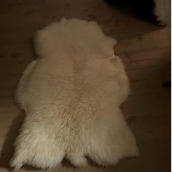 Perfekt rhvid shropshire lammeskind