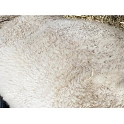 Ruld, rhvid fra vores kologiske shropshirelam