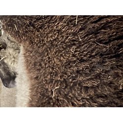 Ruld fra vores nye snefr HAVES IGEN efter klipning sidst  p vinteren i 2026