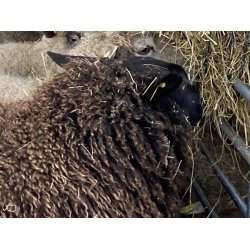 Ruld fra vores nye snefr HAVES IGEN efter klipning sidst  p vinteren i 2026