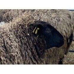 Ruld fra vores nye snefr HAVES IGEN efter klipning sidst  p vinteren i 2026