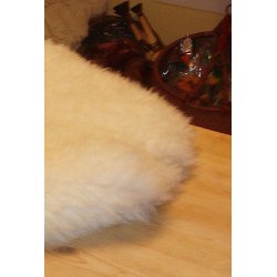 Lammeskind,  shropshire