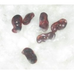 Rustikke lammeknapper 1x2,8cm brune